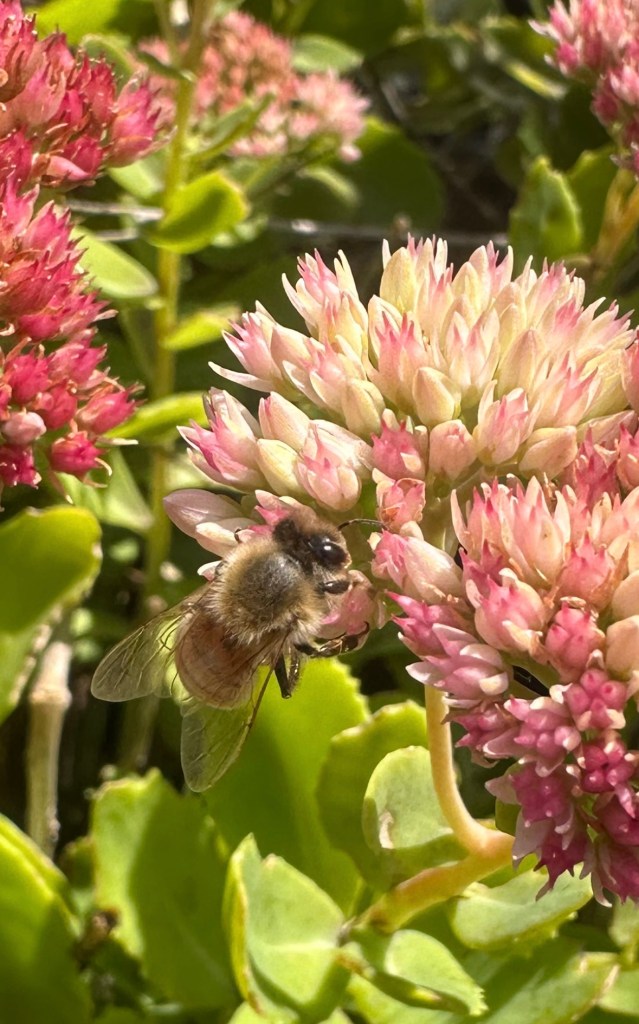 A honey bee pollinating pink flowers.